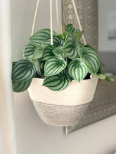 Hanging Plant Basket